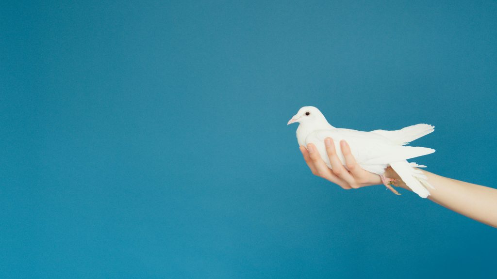 Eine weiße Taube sitzt auf einer menschlichen Hand