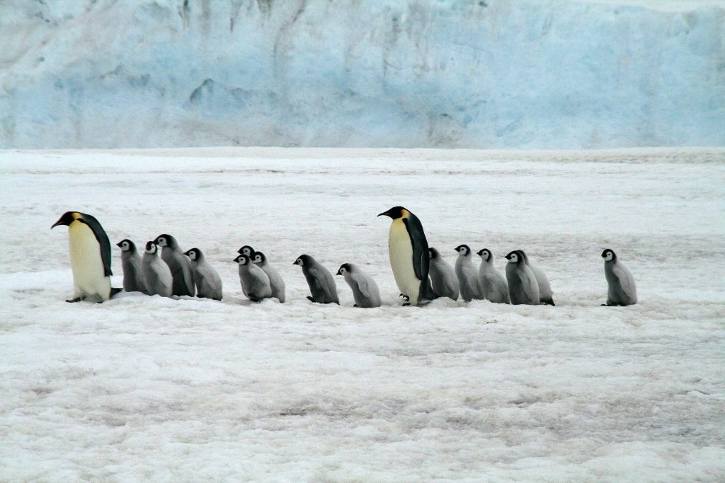 Kaiserpinguine