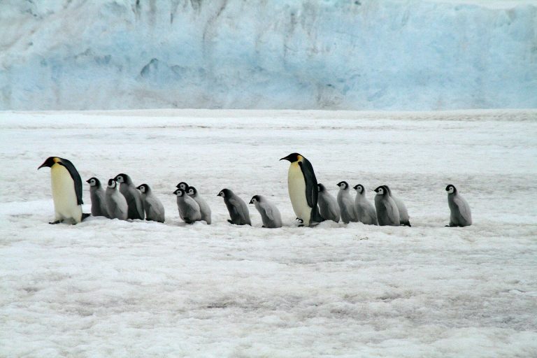 Kaiserpinguine