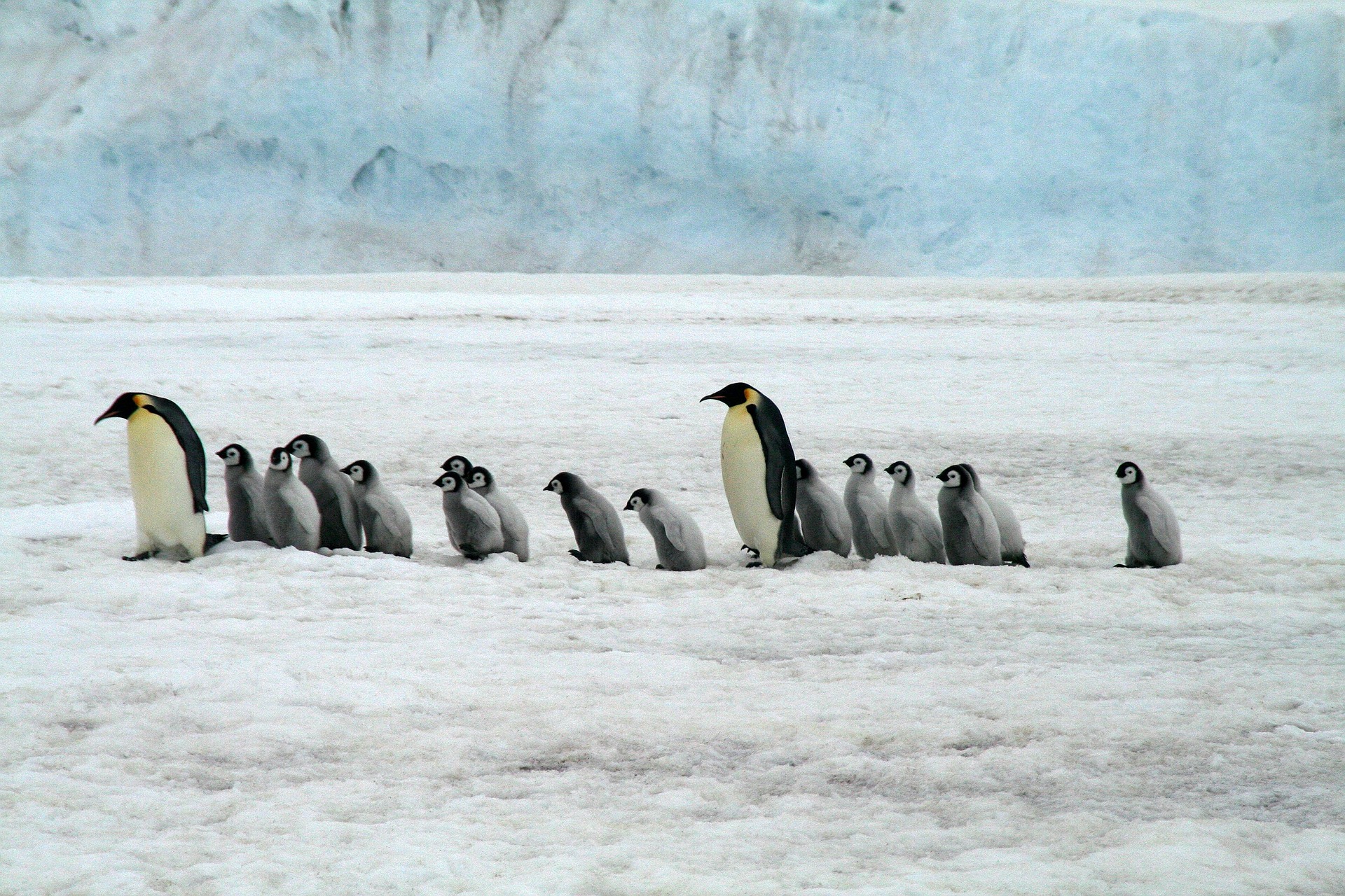 Kaiserpinguine